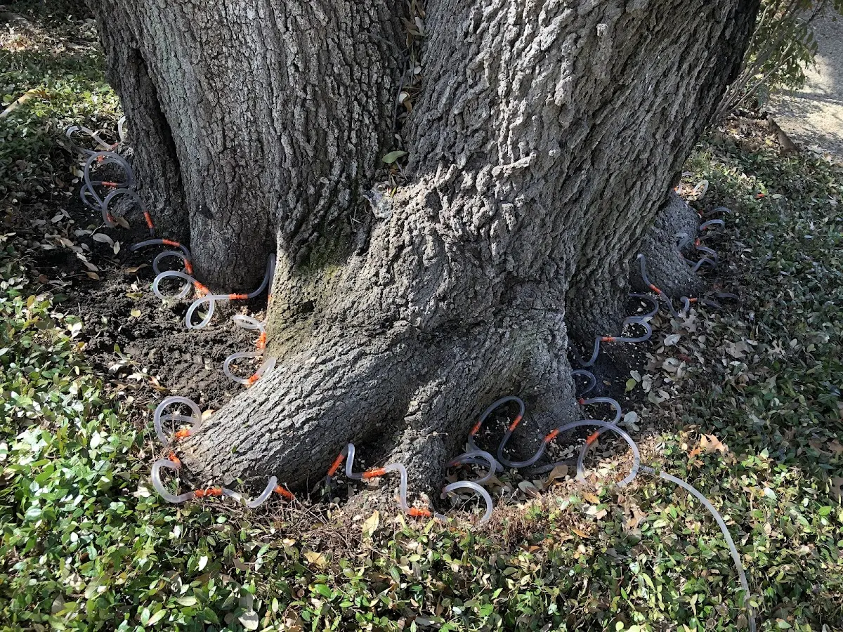 Detailed Tree Cabling and Bracing job site in Princess Anne