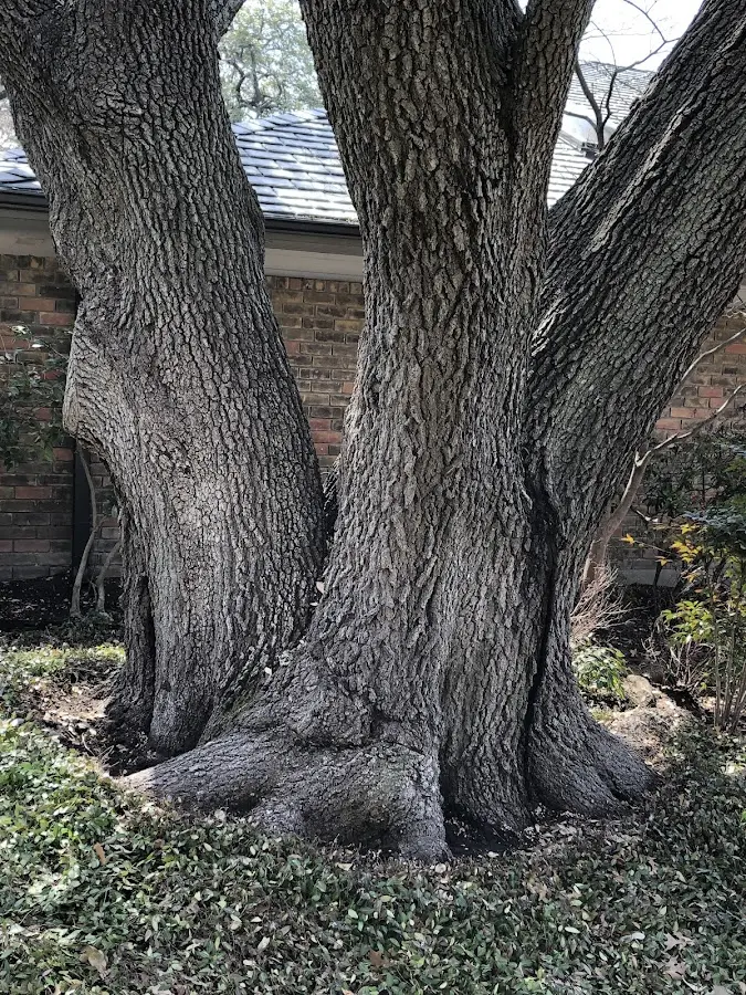 Mature heritage tree close to a Princess Anne property cared for by certified arborists